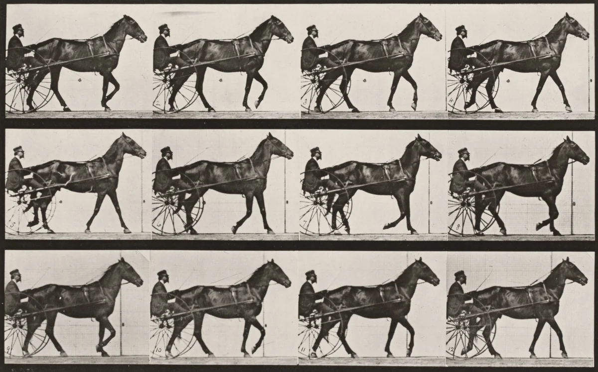 Plate Number 588. "Reuben" walking, harnessed to sulky by Eadweard Muybridge, photograph, 1887