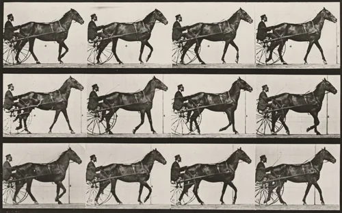 Plate Number 588. "Reuben" walking, harnessed to sulky by Eadweard Muybridge, photograph, 1887
