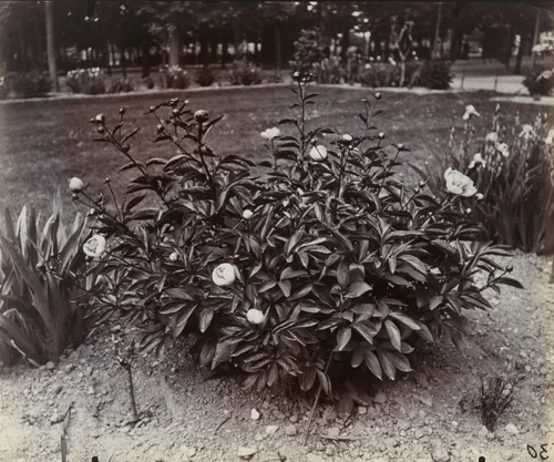 Pivoine by Eugène Atget, photograph, 1900