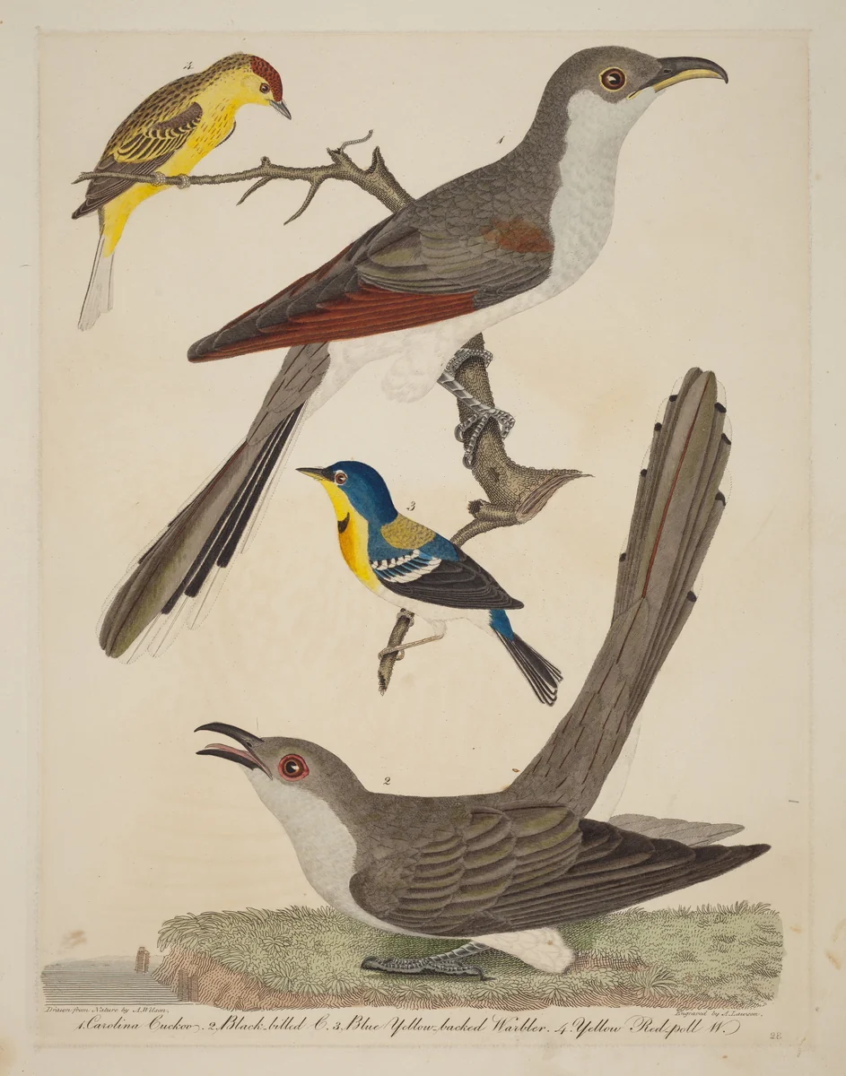 Carolina Cuckoo, Black-billed Cuckoo, Blue Yellow-backed Warbler, and Yellow Red-poll Warbler by Alexander Wilson, print, 1808-1814