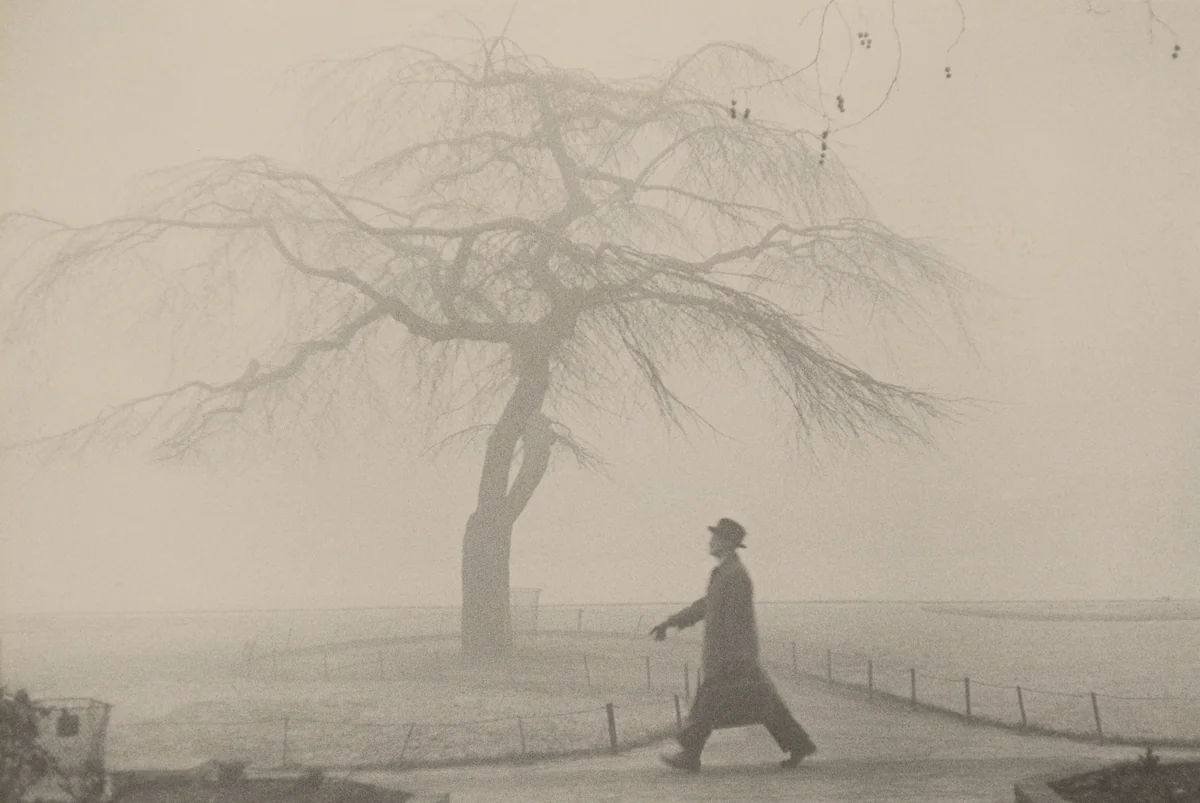 Tree/London by Robert Frank, photograph, 1951