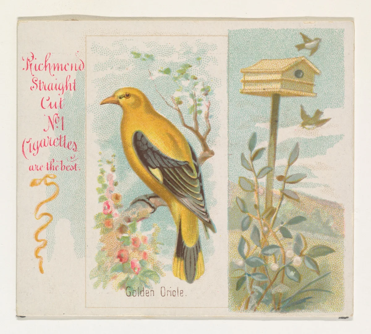 Golden Oriole, from the Song Birds of the World series (N42) for Allen & Ginter Cigarettes by Allen & Ginter, print, 1890