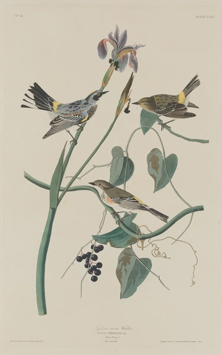 Yellow-crown Warbler by Robert Havell, Jr.; John James Audubon, print, 1832