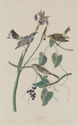 Yellow-crown Warbler by Robert Havell, Jr.; John James Audubon, print, 1832