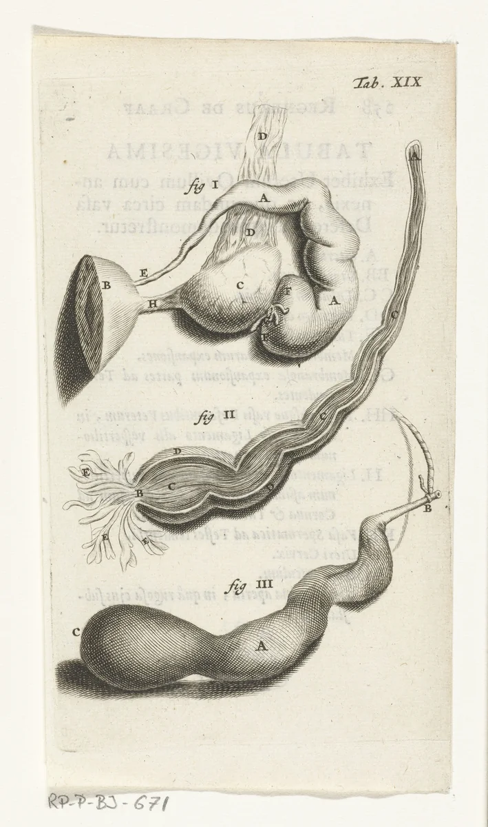 Anatomische afbeelding van verschillende vrouwelijke geslachtsdelen by Hendrik Bary, print, 1672