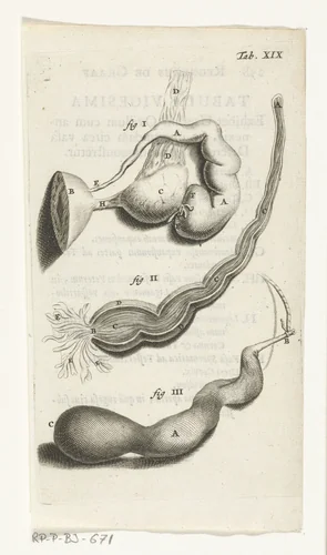 Anatomische afbeelding van verschillende vrouwelijke geslachtsdelen by Hendrik Bary, print, 1672