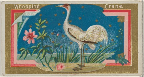 Whopping Crane, from the Game Birds series (N13) for Allen & Ginter Cigarettes Brands by Allen & Ginter, print, 1889