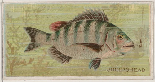 Sheepshead, from the series Fishers and Fish (N74) for Duke brand cigarettes by Knapp & Company, print, 1888