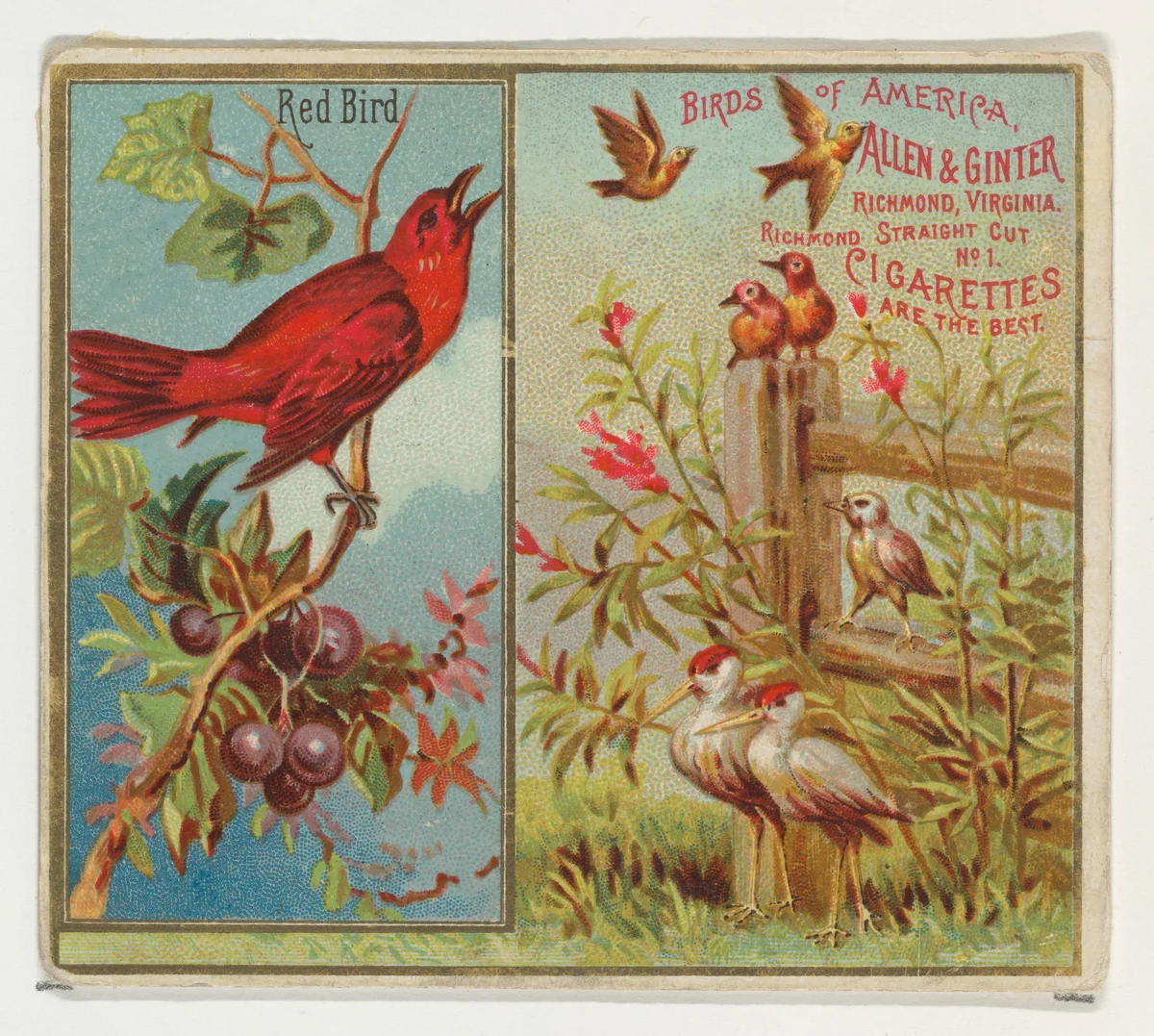 Red Bird, from the Birds of America series (N37) for Allen & Ginter Cigarettes by Allen & Ginter, print, 1888
