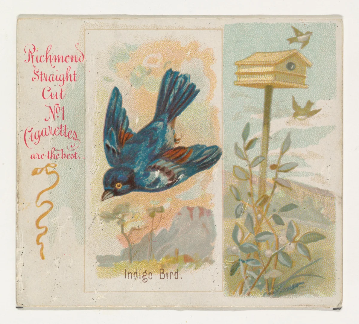 Indigo Bird, from the Song Birds of the World series (N42) for Allen & Ginter Cigarettes by Allen & Ginter, print, 1890
