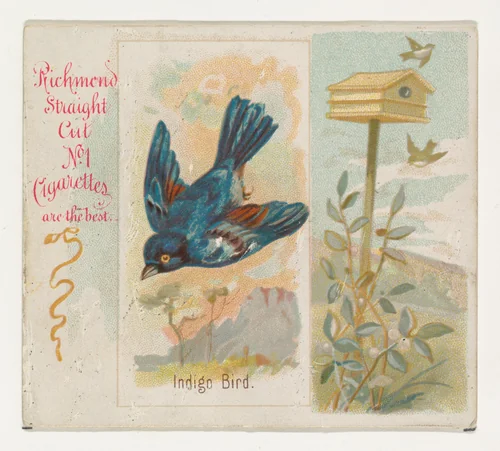 Indigo Bird, from the Song Birds of the World series (N42) for Allen & Ginter Cigarettes by Allen & Ginter, print, 1890