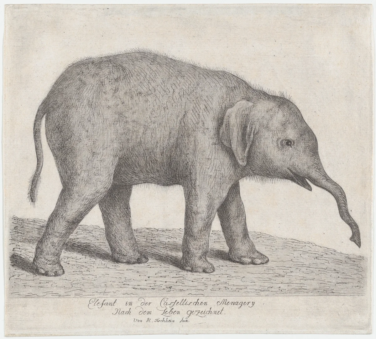 A Young Elephant by Johann Heinrich Tischbein, print, 1750-1808