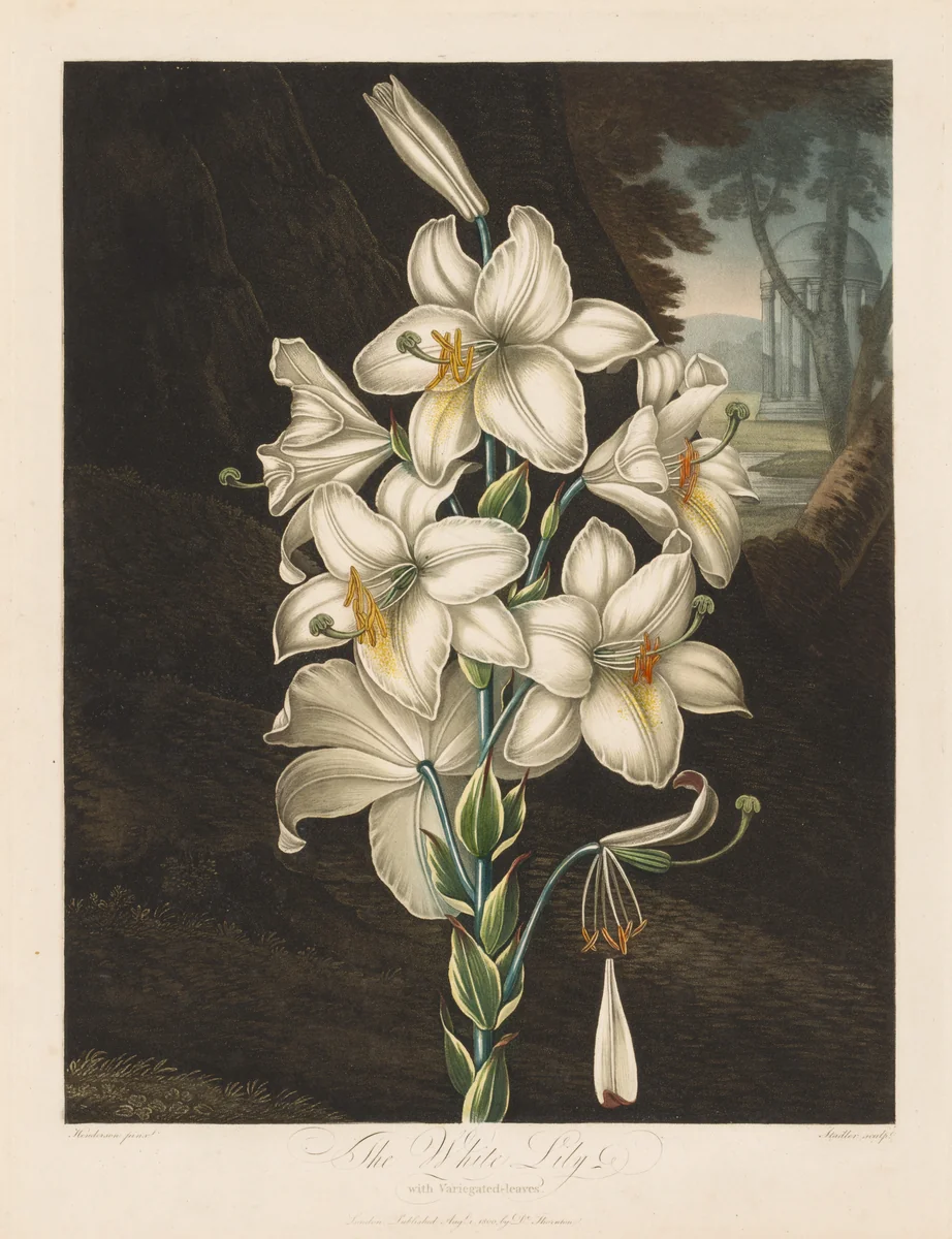 The Temple of Flora, or Garden of Nature: The White Lily with Variegated Leaves by Robert John Thornton, print, 1800