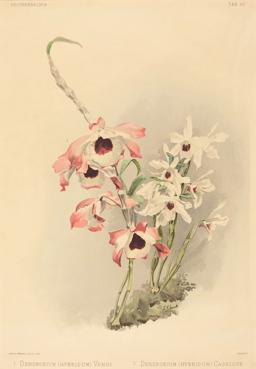 Dendrobium (Hybridium) Venus and Dendrobium (Hybridium) Cassiope by Joseph Mansell
Henry George Moon, print, 1780-1899