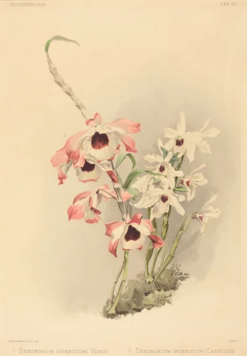 Dendrobium (Hybridium) Venus and Dendrobium (Hybridium) Cassiope by Joseph Mansell
Henry George Moon, print, 1780-1899