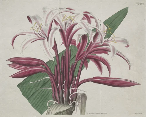 The Botanical Magazine or Flower Garden Displayed: Stately Crinum by S. Curtis, print, 1823