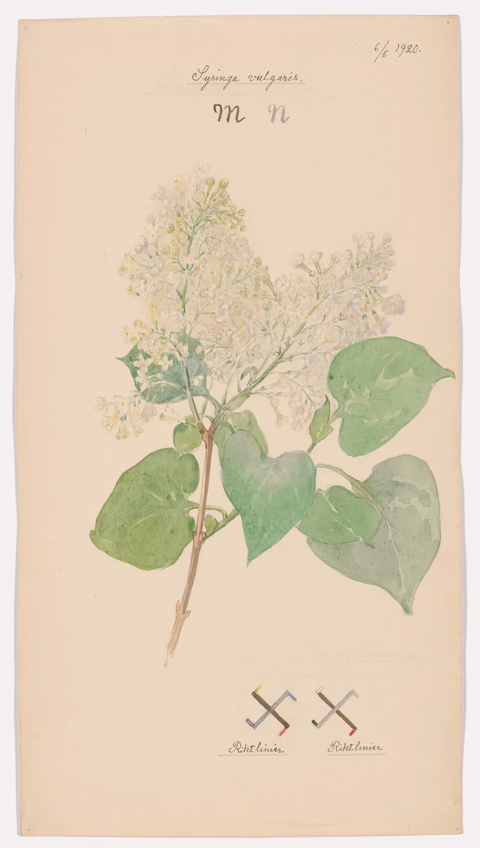Syringa vulgaris (Common Lilac). Sheet 41 from the portfolio Nature Studies by Hilma af Klint, drawing, 1920