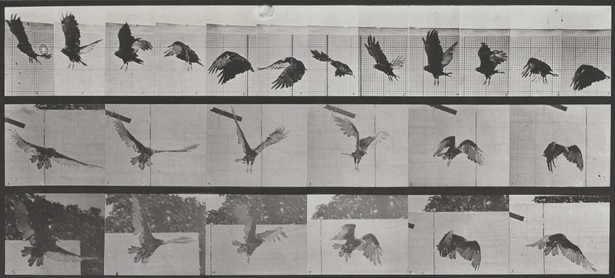 Plate Number 767. Vulture flying by Eadweard Muybridge, photograph, 1887