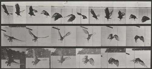 Plate Number 767. Vulture flying by Eadweard Muybridge, photograph, 1887