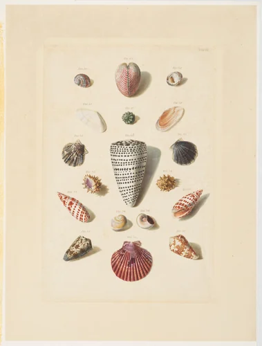 Plate III, from "Choix de Coquillages et de Crustacés" by Franz Michael Regenfuss, print, 1758