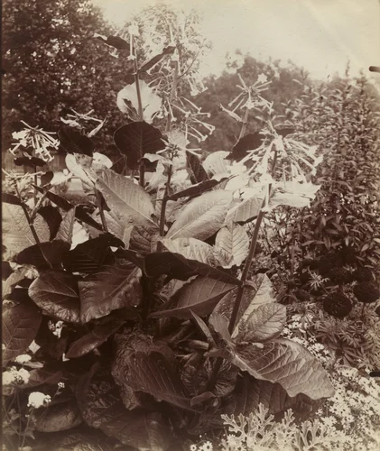 Tabac by Eugène Atget, photograph, 1922