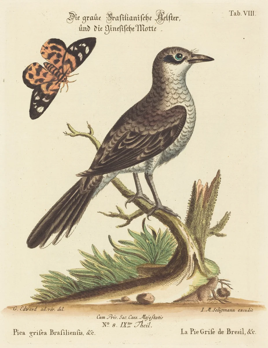 Pica grisea Brasiliensis by Johann Michael Seligmann, print, 1720-1762