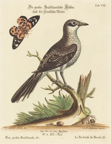 Pica grisea Brasiliensis by Johann Michael Seligmann, print, 1720-1762