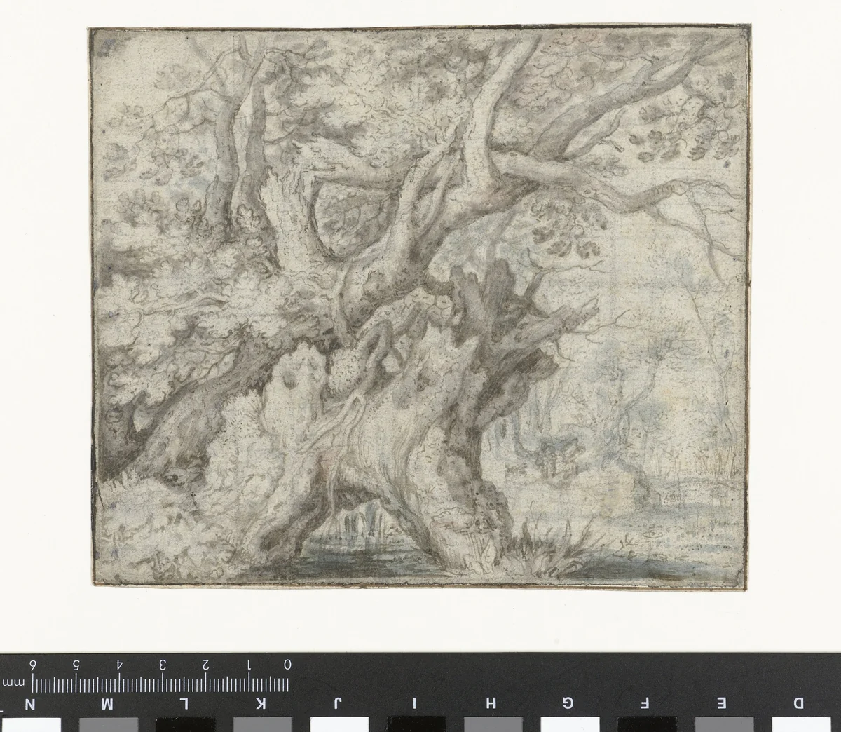 Gnarled Trees near the Water by Roelant Savery, drawing, 1605-1610