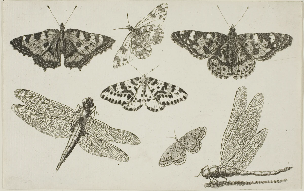 Two Dragonflies and Five Butterflies, from Diversae Insectorum...Figurae by Wenceslaus Hollar, print, 1644-1652