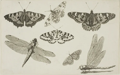 Two Dragonflies and Five Butterflies, from Diversae Insectorum...Figurae by Wenceslaus Hollar, print, 1644-1652