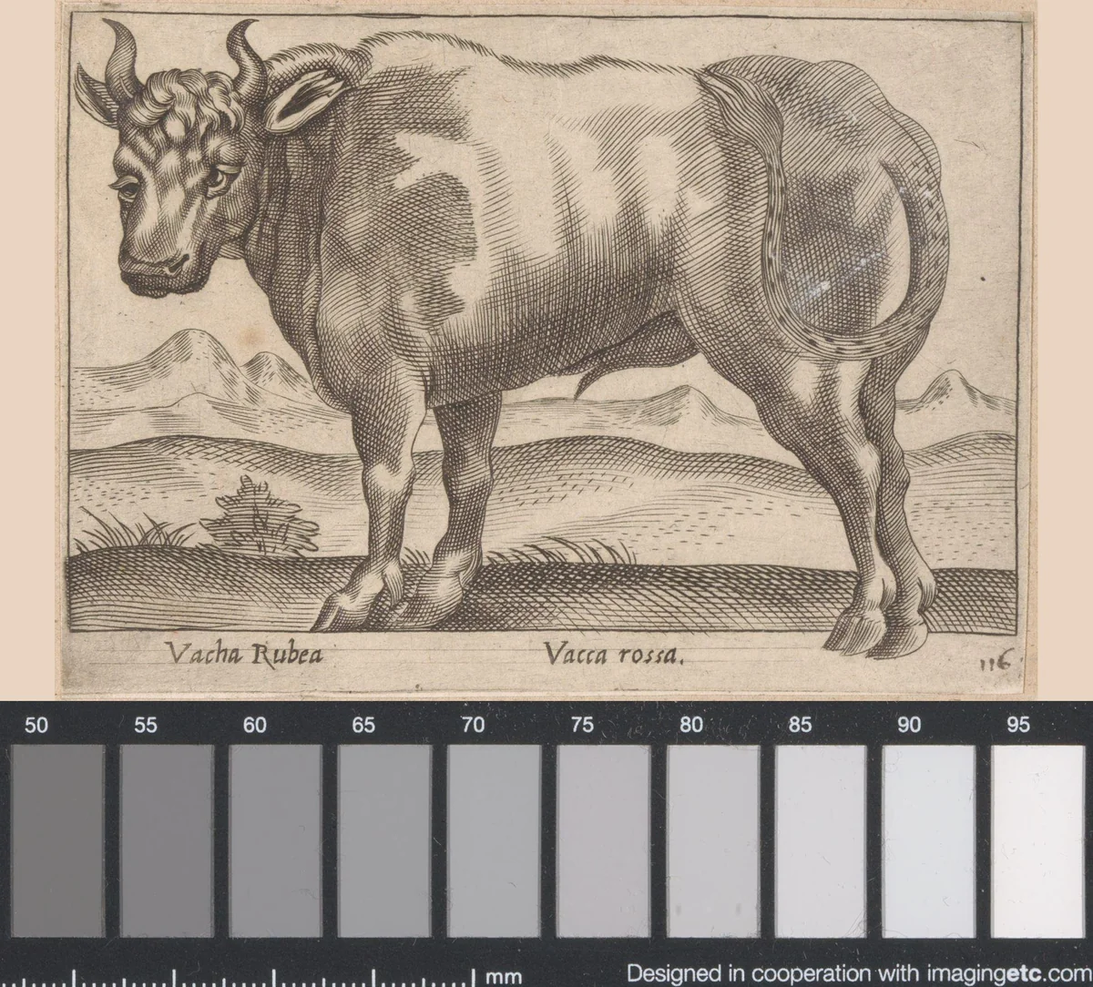 Rode vaars by Antonio Tempesta, print, 1565-1630