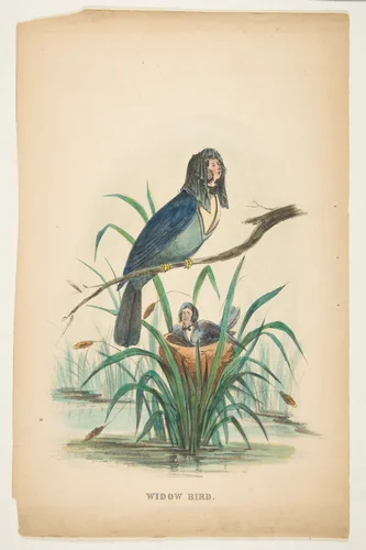 Widow Bird, from "The Comic Natural History of the Human Race" by Henry Louis Stephens, print, 1851