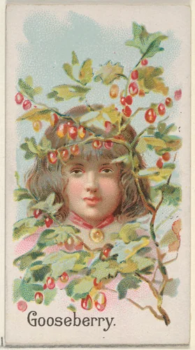 Gooseberry, from the Fruits series (N12) for Allen & Ginter Cigarettes Brands by Allen & Ginter, print, 1891