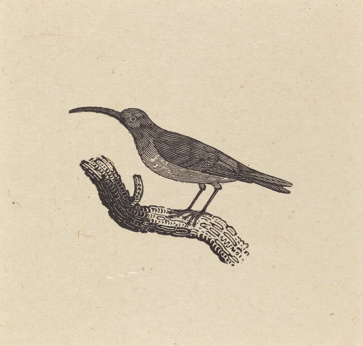 A Bird by Thomas Bewick, print, 1800
