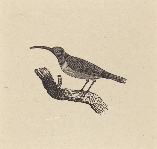 A Bird by Thomas Bewick, print, 1800
