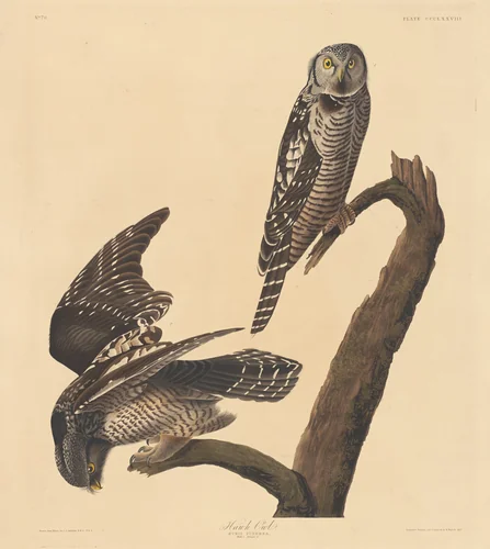 Hawk Owl by Robert Havell, Jr.; John James Audubon, print, 1837