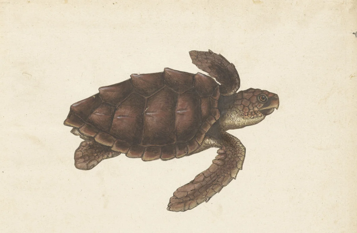 Zeeschildpad by anonymous, drawing, 1560-1585