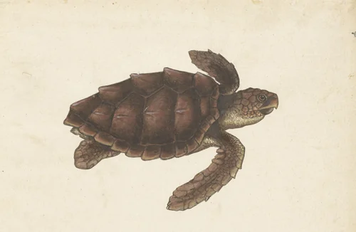 Zeeschildpad by anonymous, drawing, 1560-1585