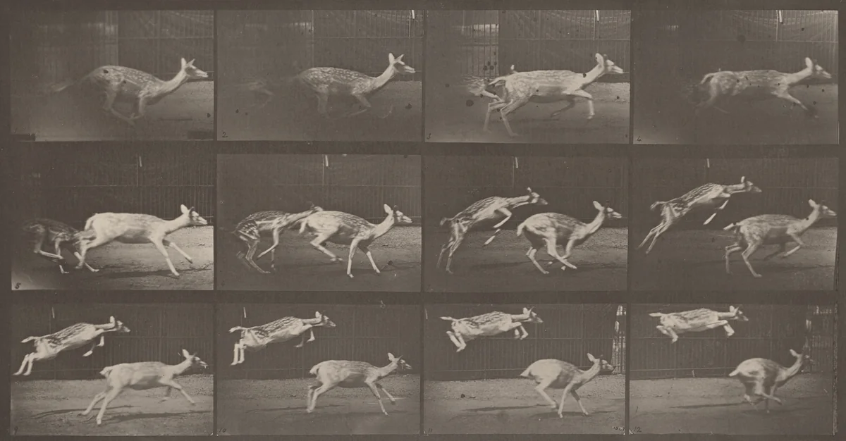 Plate Number 691. Fallow deer, doe galloping and kid jumping by Eadweard Muybridge, photograph, 1887