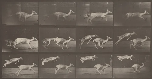Plate Number 691. Fallow deer, doe galloping and kid jumping by Eadweard Muybridge, photograph, 1887