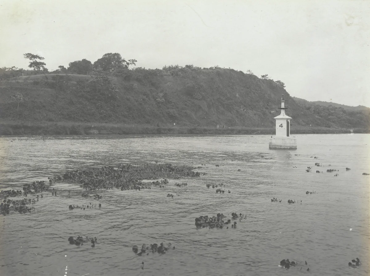 Water Hyacinths at mouth of Obispo River -- about four weeks old by Unidentified Photographer, photograph, 1915