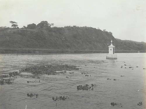 Water Hyacinths at mouth of Obispo River -- about four weeks old by Unidentified Photographer, photograph, 1915