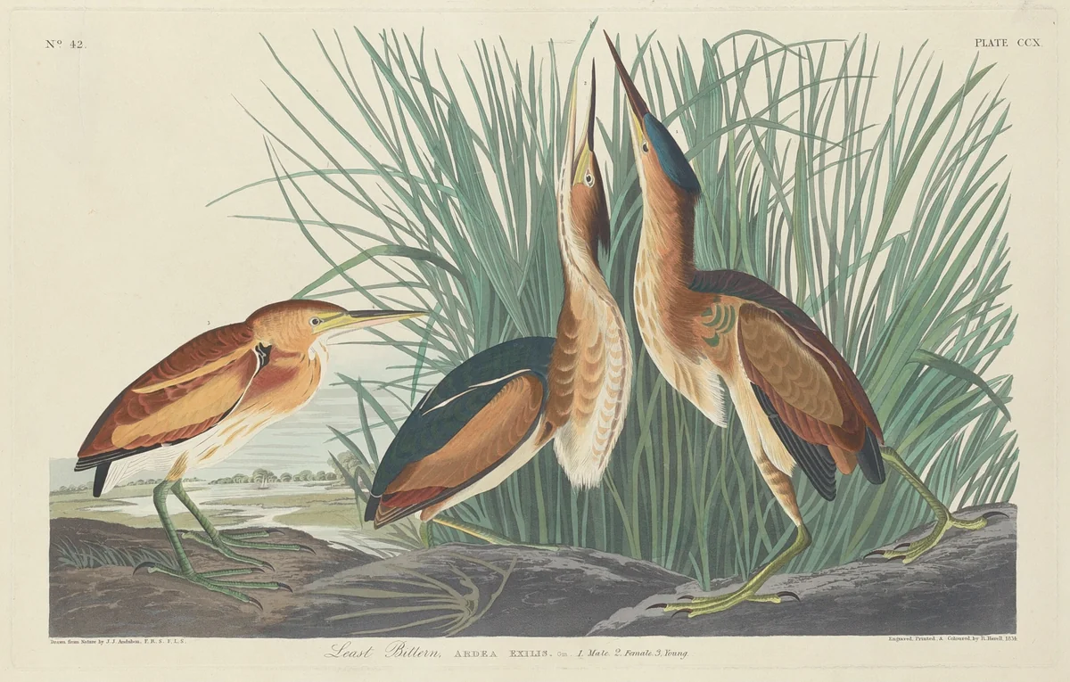 Least Bittern by Robert Havell, Jr.; John James Audubon, print, 1834