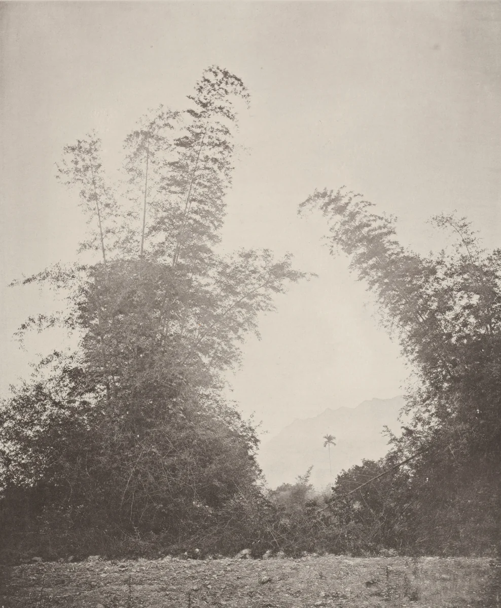 Bamboos at Baksa, Formosa by John Thomson, photograph, 1873