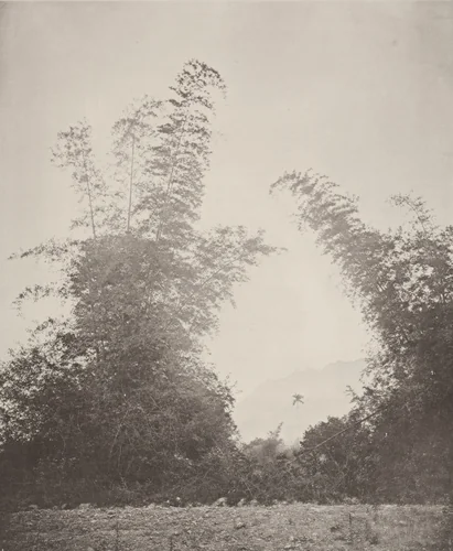 Bamboos at Baksa, Formosa by John Thomson, photograph, 1873