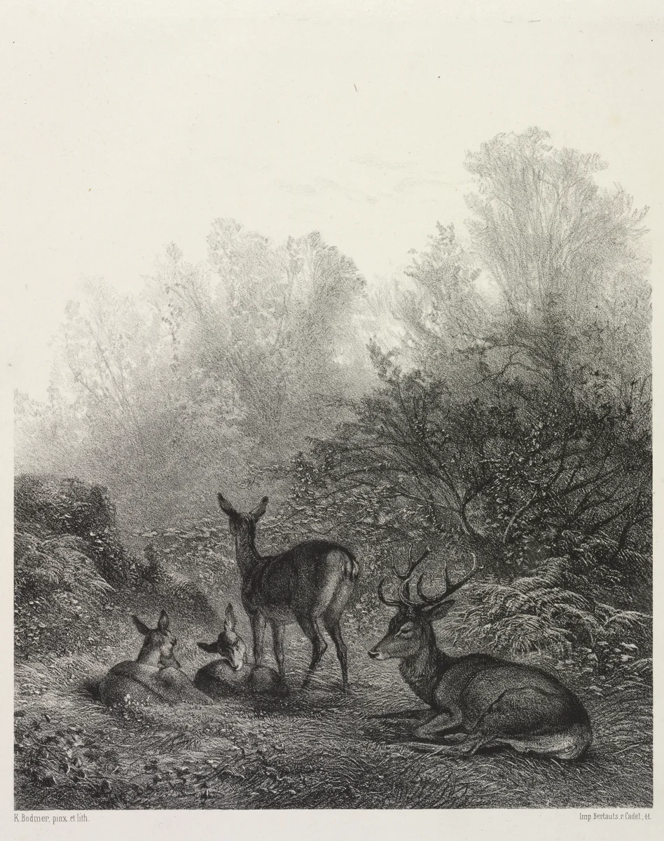 Deer at Rest by Karl Bodmer, print, 1855-1865