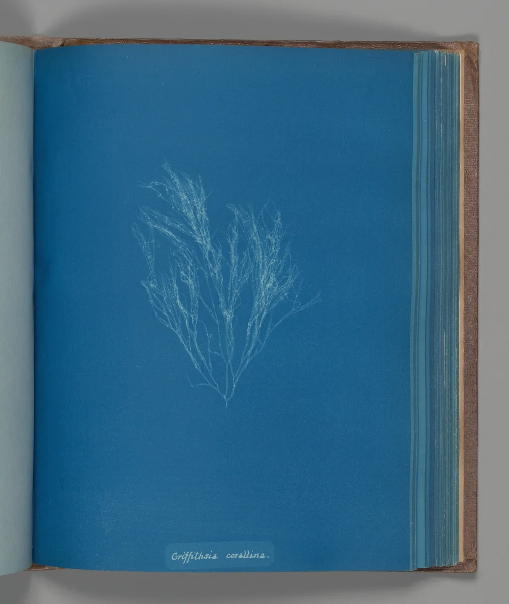 Griffithsia corallina by Anna Atkins, photograph, 1851-1855