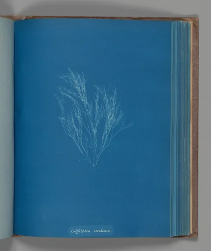 Griffithsia corallina by Anna Atkins, photograph, 1851-1855