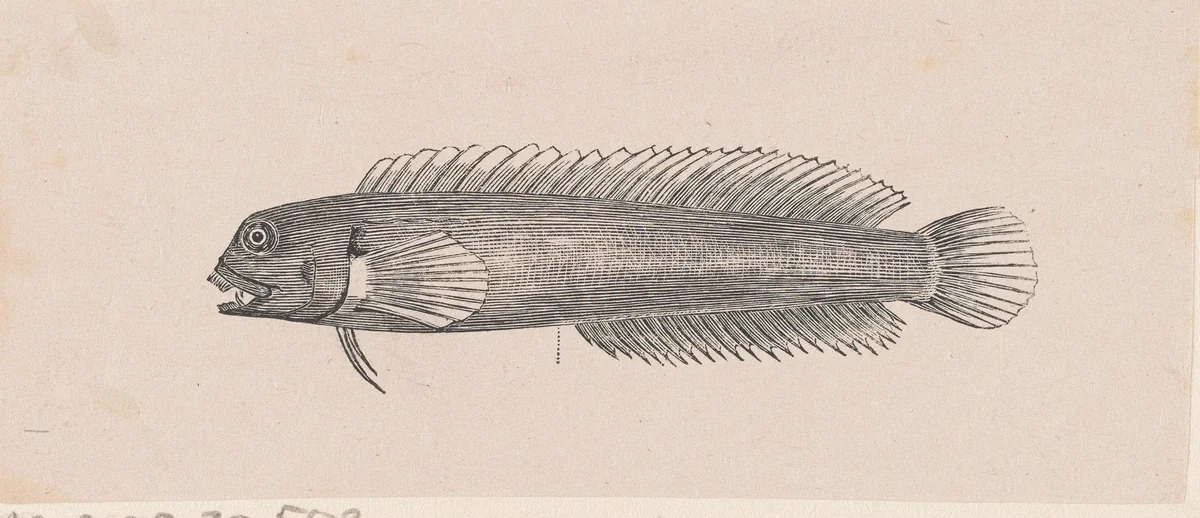 Zeewolf by Isaac Weissenbruch, print, 1836-1912