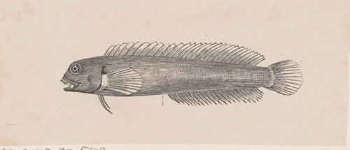 Zeewolf by Isaac Weissenbruch, print, 1836-1912